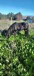 Vende se cavalo com 10 anos