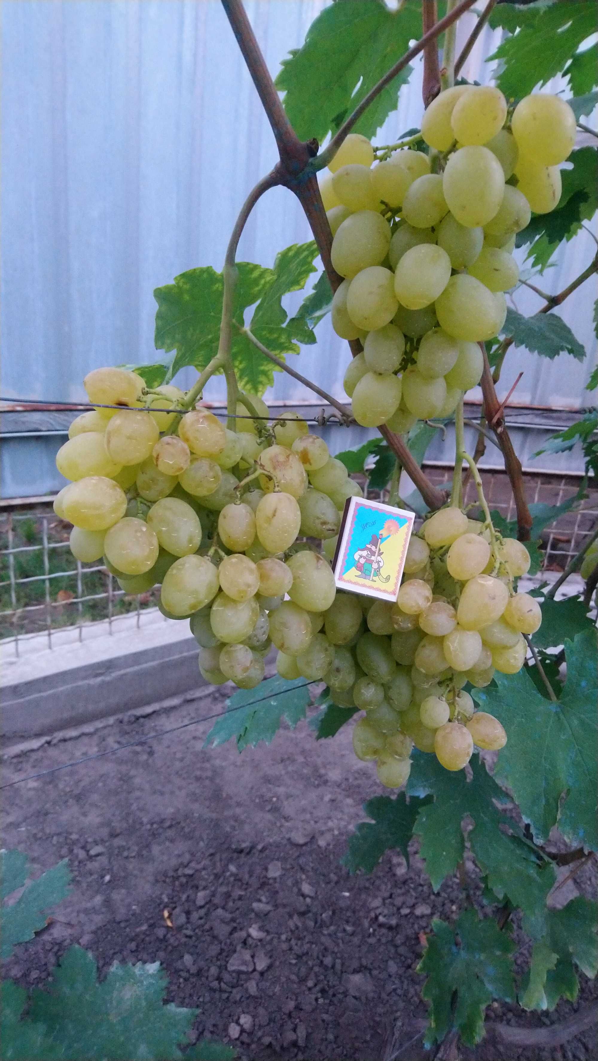 Продам кусты столового винограда
