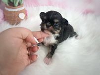 ***Śliczna długowłosa dziewczynka chihuahua tri color***