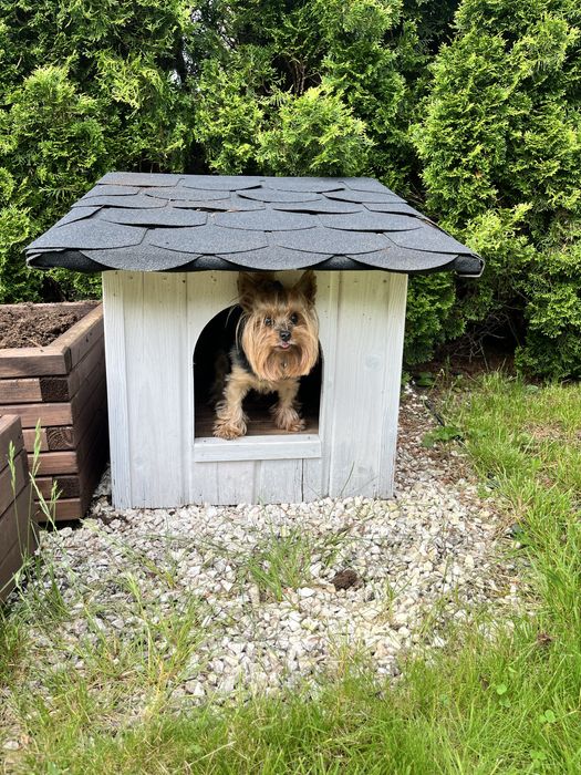 Drewniana buda dla psa