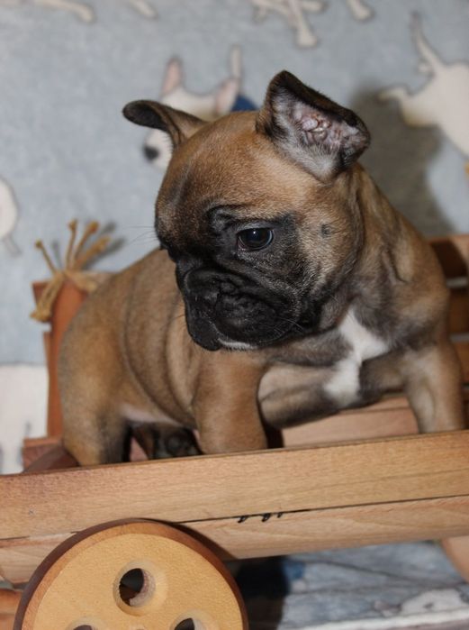 Маленька красуня вкраде ваше серце