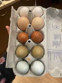 Jaja legowe - miksy z kolorowym jajkiem