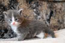 Maine Coon Kocur Srebny Szaro-Biały
