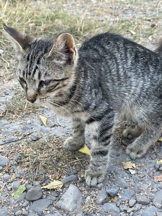 Кошенята в добрі руки!! Доставимо