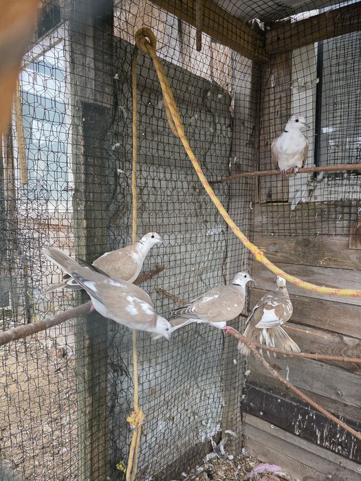 Sprzedam gołębie cukrówki