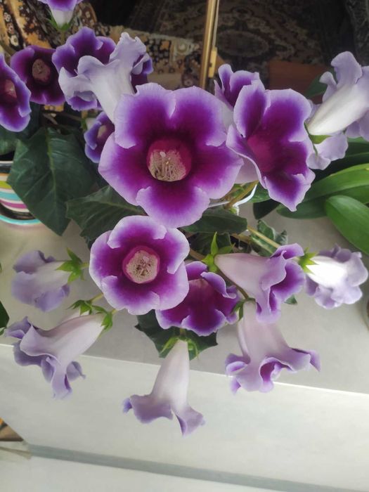 Кімнатна рослина Глоксінія