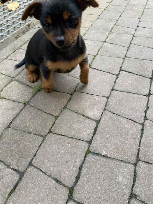 Oddam w dobre ręce suczke