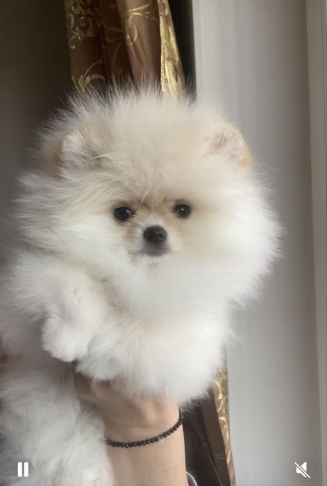 Срочно  мини померанцы  3 мес