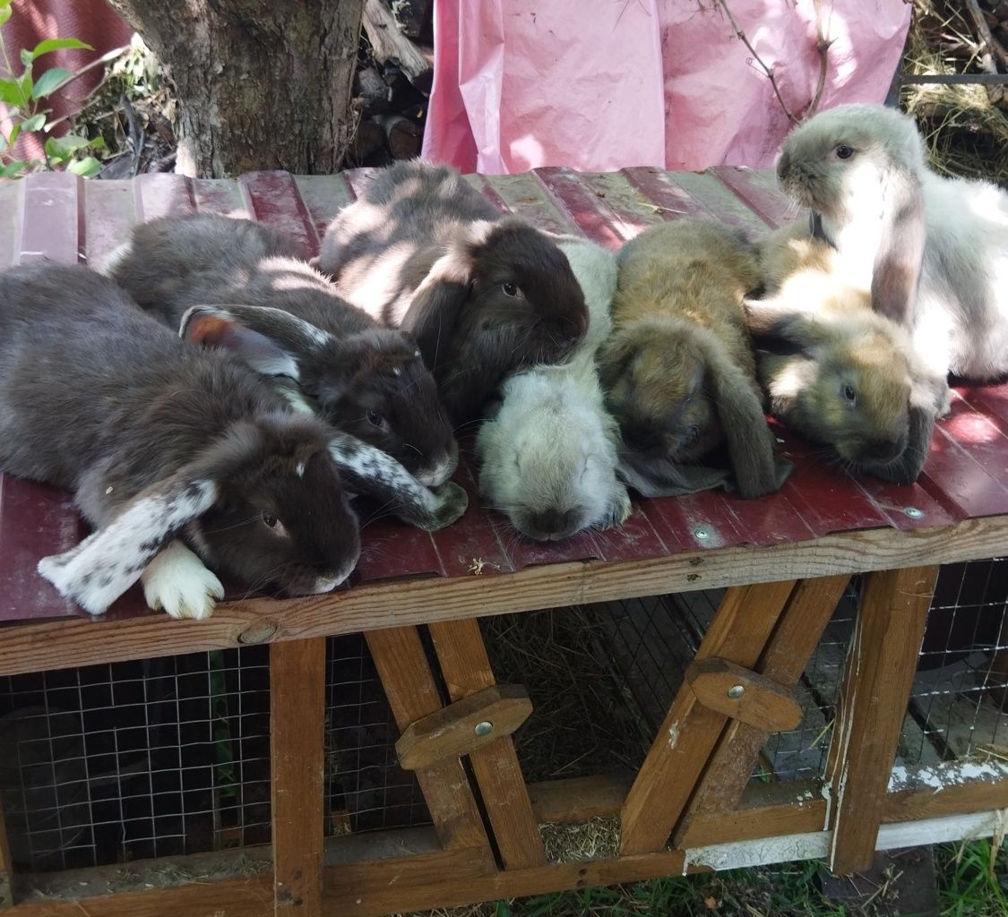 Кролики французький баран