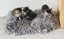 Maine Coon - rezerwacja kociąt