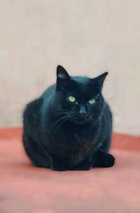 Adoção conjunta de gatos  Mãe e filho