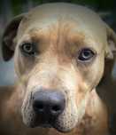 Amstaff z rodowodem czeka na dobry dom