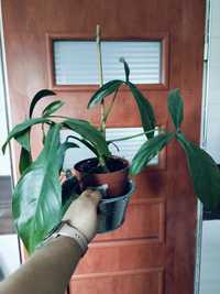 Philodendron 69686 'Bette Waterbury'