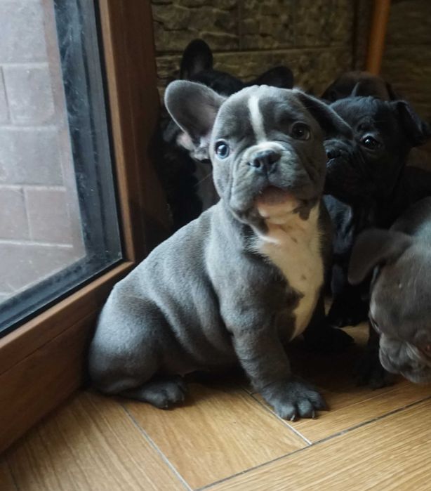 buldog francuski piesek