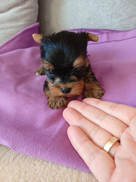 Yorkshire Terrier malutki xxs