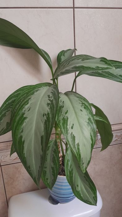 Kwiat doniczkowy Aglaonema Silver Bay