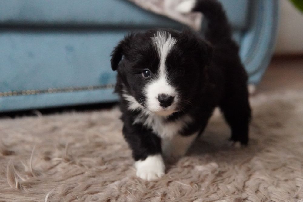 Border Collie  suczka ZKwP/FCI
