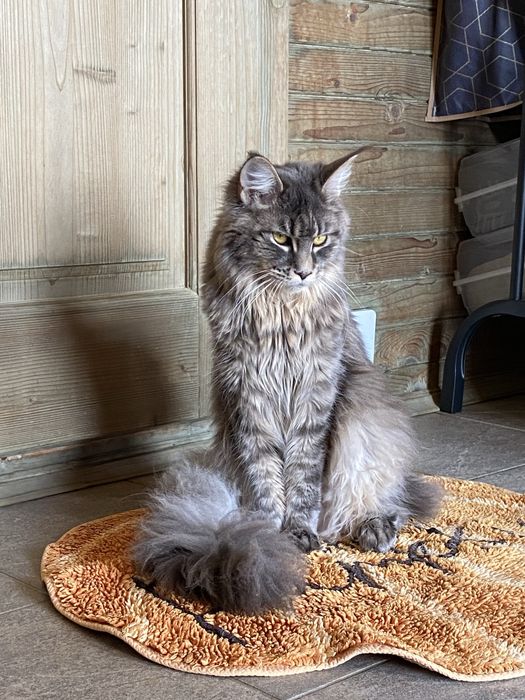 Мейн-Кун Девочка,Мальчик ,котята,Черные