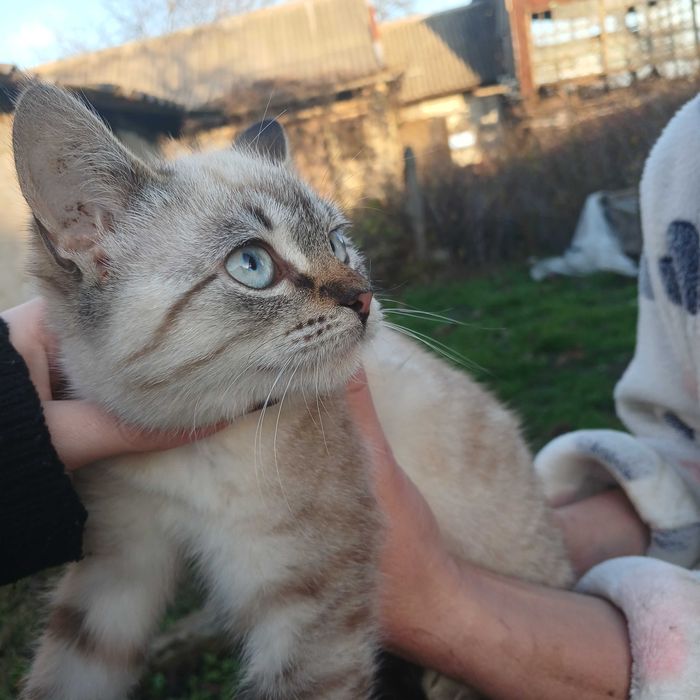 Віддамо кошенят в добрі руки