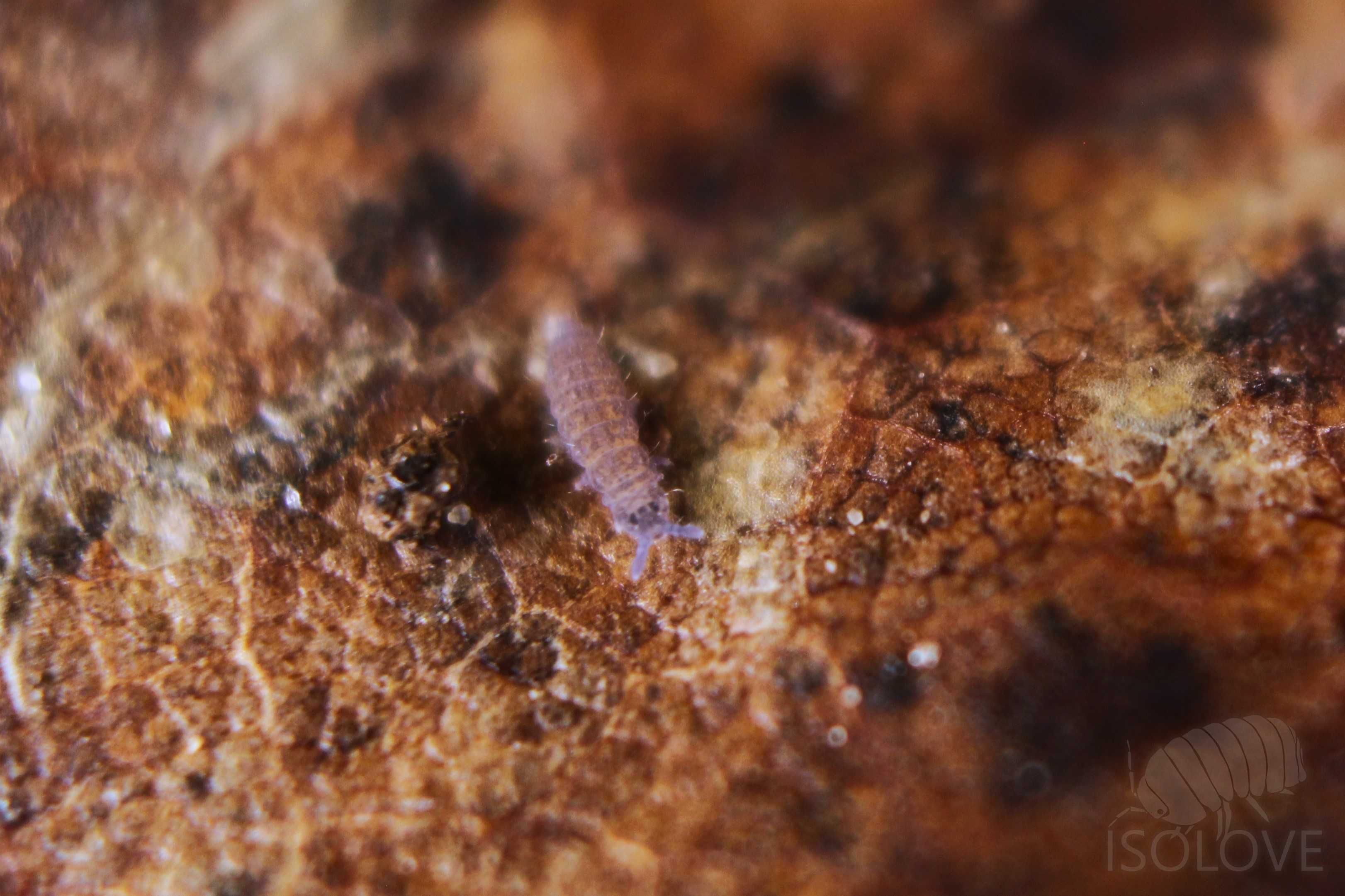 Ceratophysella sp. "lilac", piękne skoczogonki, pierwszy raz w Polsce