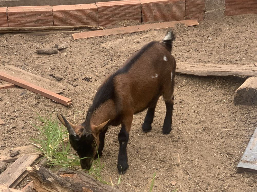 Cabras anas jovens