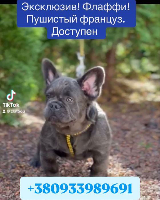 Флаффи пушистый голубой француз 4 мес