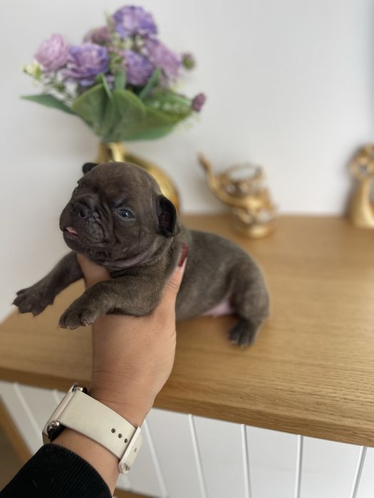 Bulldog  frances  chocolate  brindle