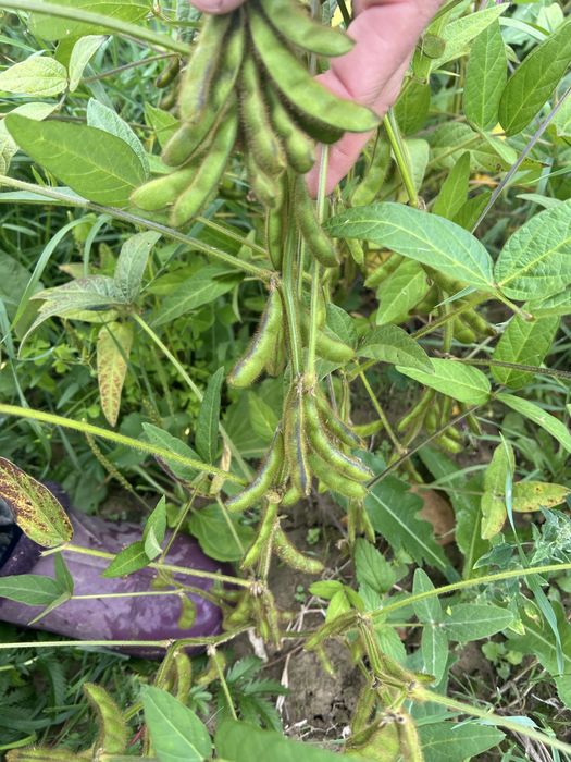 Продається соя канзас 2 репродукція