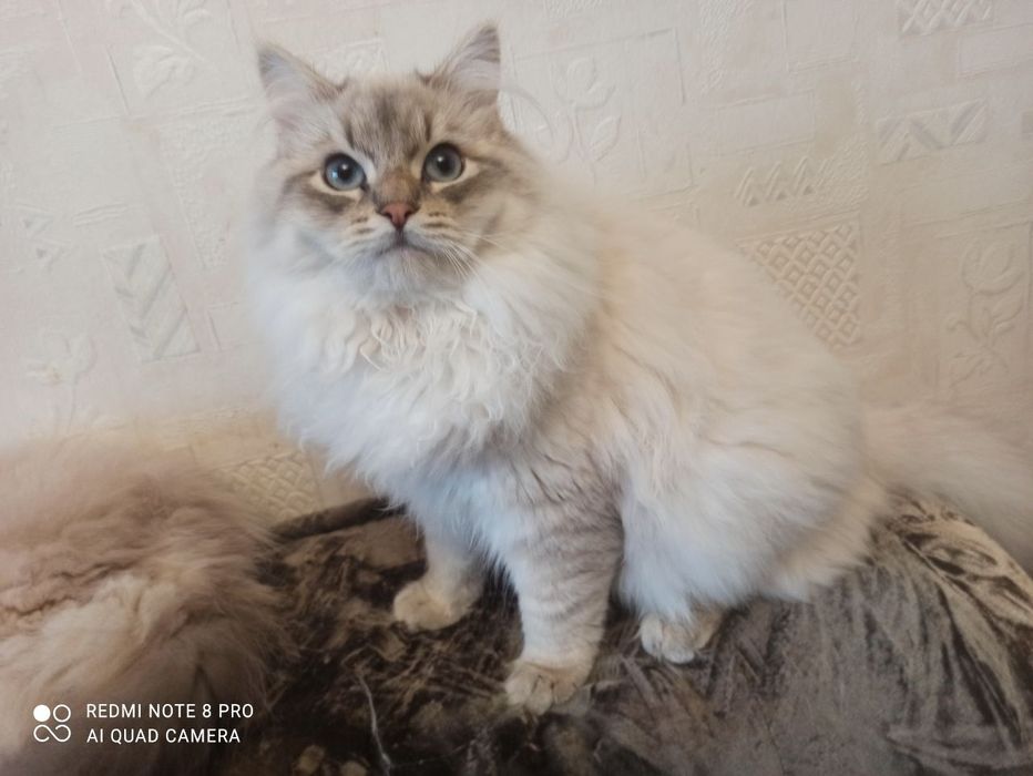 Невские маскарадные кошки продажа