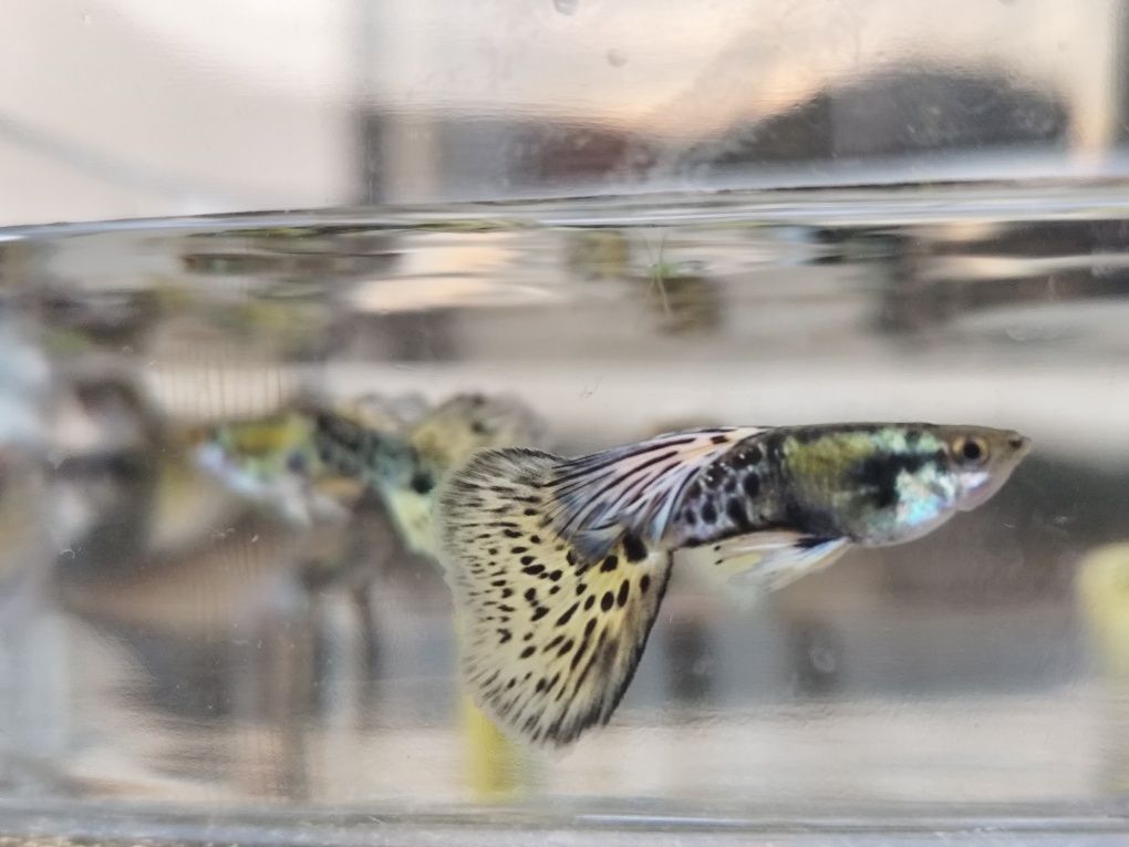 Guppys Leopardo amarelo