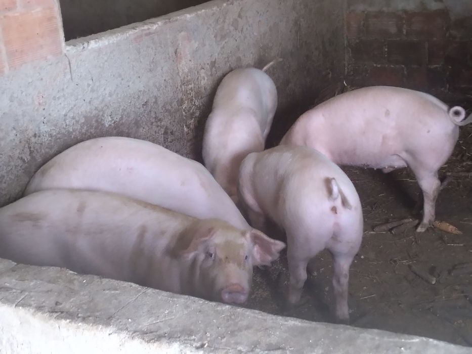 Vendo porcos cerca 60kg