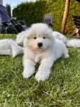 Samoyed z rodowodem
