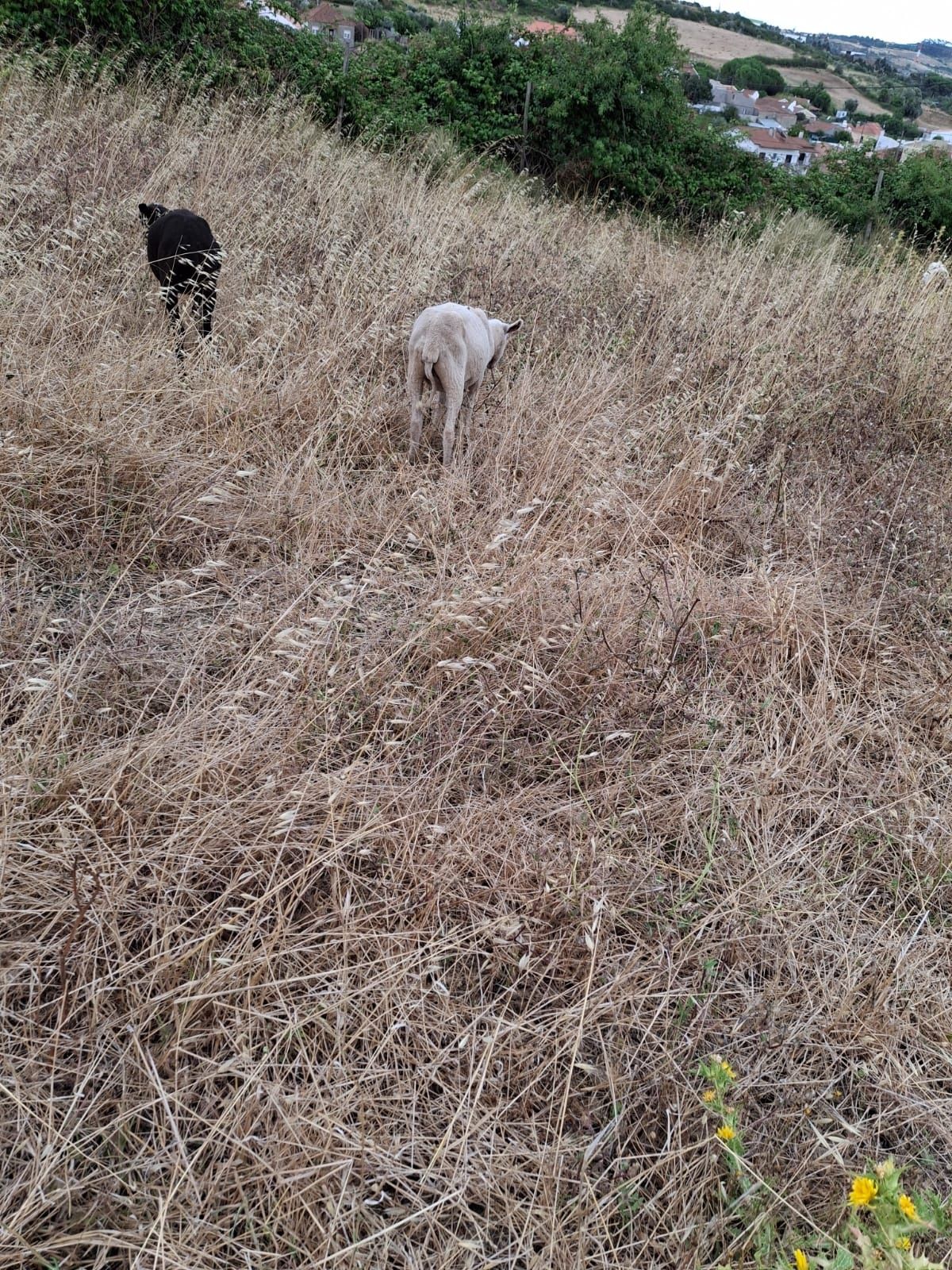 Vendo  borrega 6meses