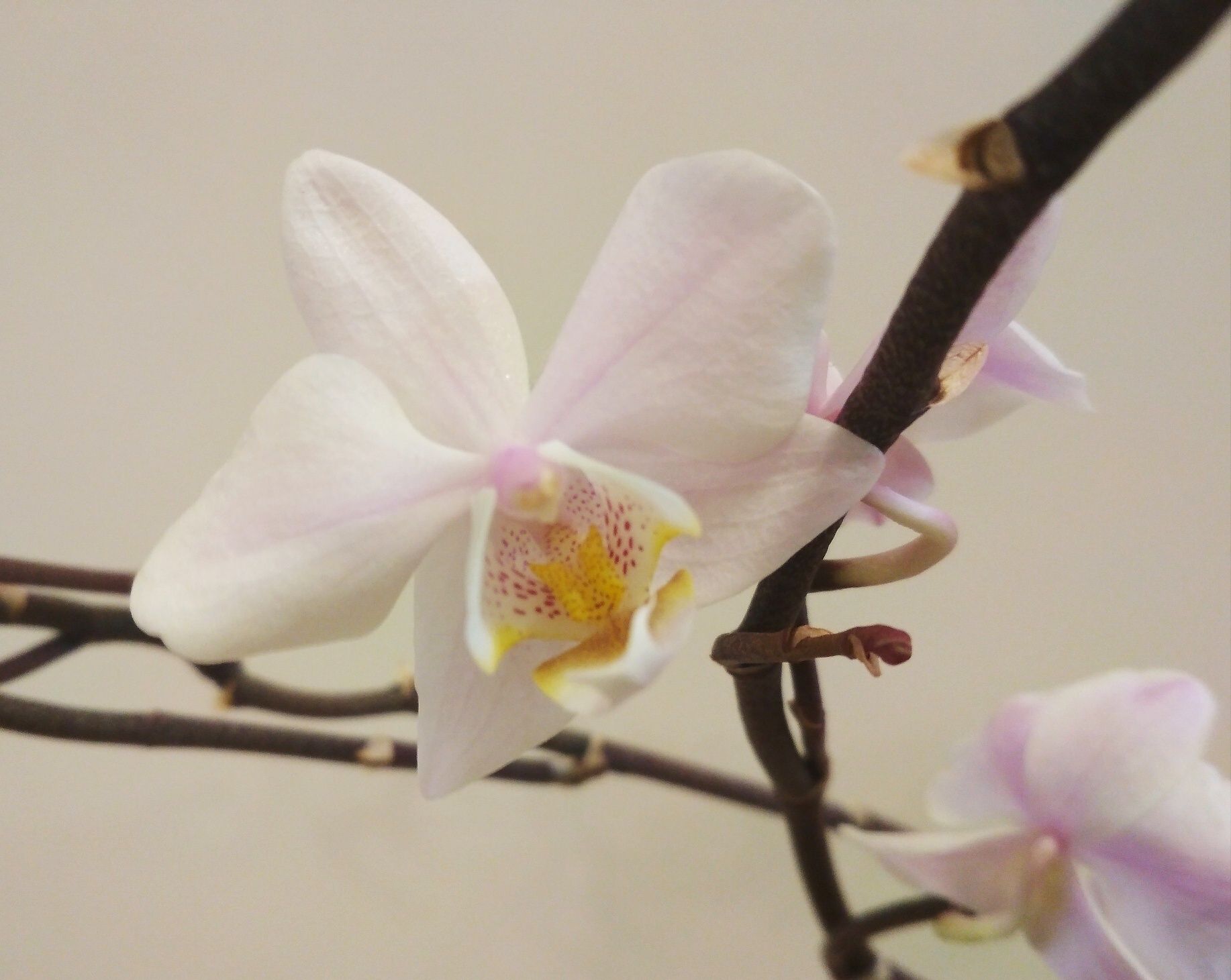 Орхидея фаленопсис, бело розовая мультифлора