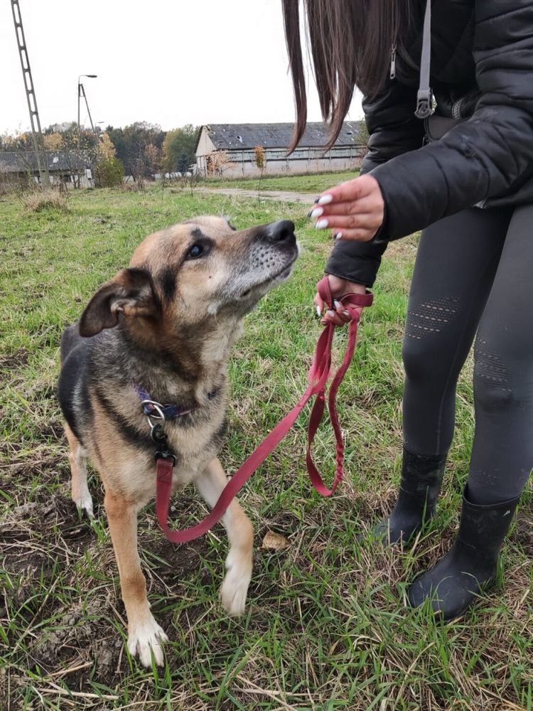 Słodziak - najsłodszy pies w schronisku szuka swoich ludzi