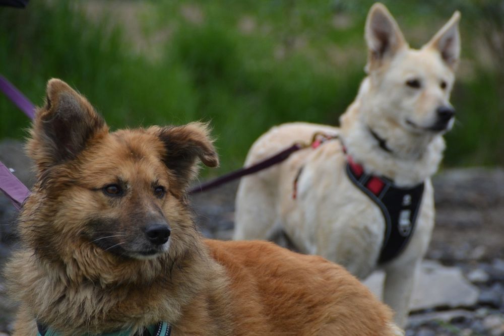 Puchaty beżowy pies w typie samoyeda i eurasiera szuka domku
