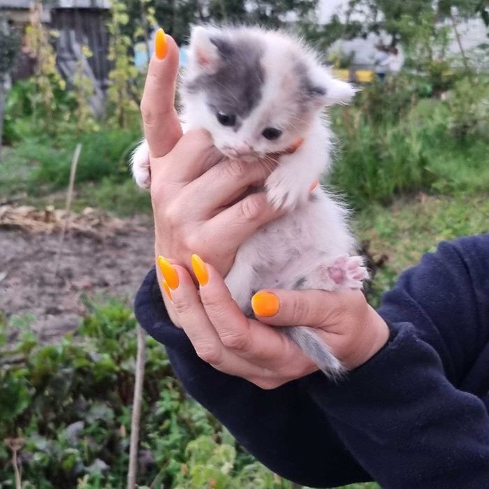 Безкоштовно. Милі кошенята .  Доставимо.