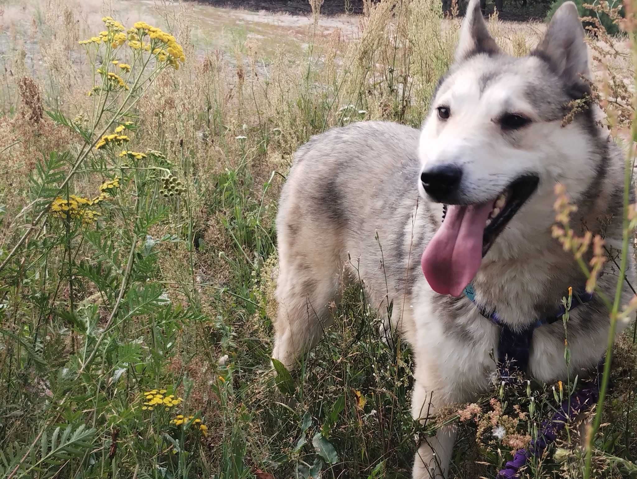 Kenobi mix husky/łajka