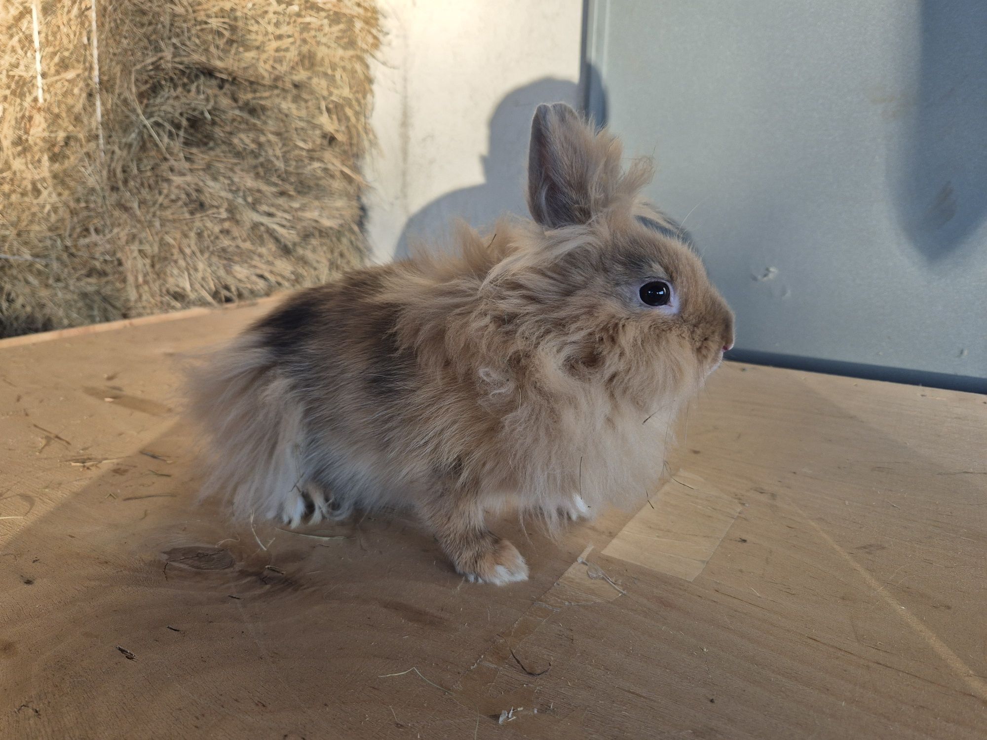 Króliki miniaturki lewki, miniaturki długowłose