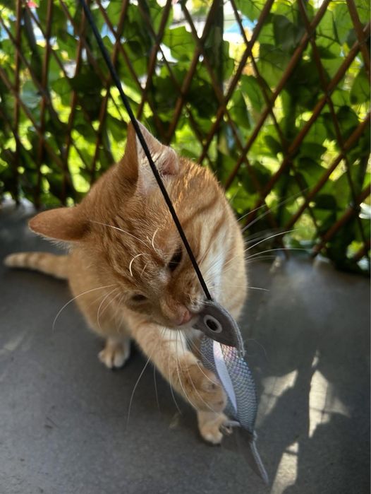 Rudy miły kotek szuka domu