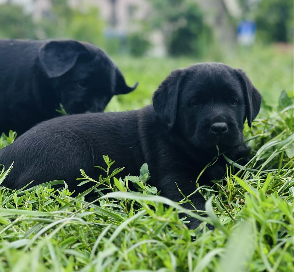 Labrador Retriever czarny piesek ZKwP/FCI