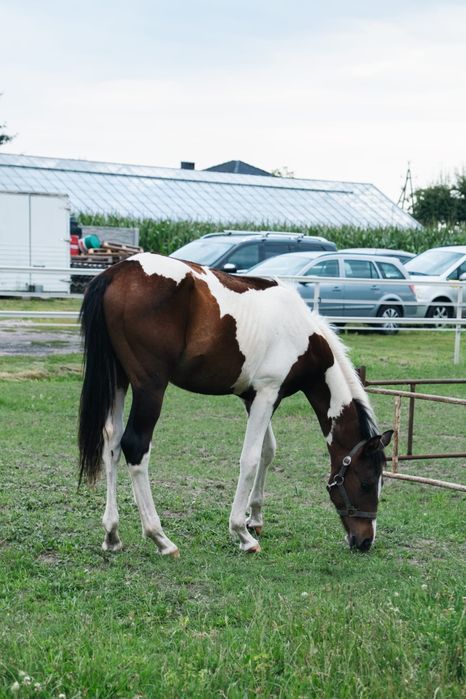 Ogierek srokaty wielkopolski