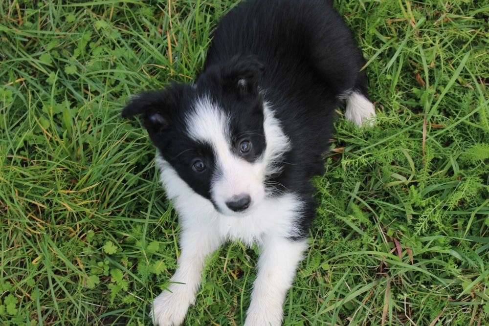 Border Collie suczka czarno biała