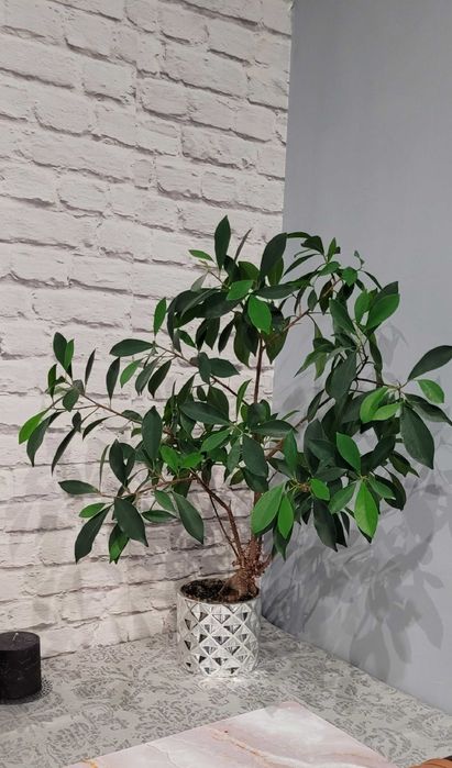 Fikus ala Bonsai