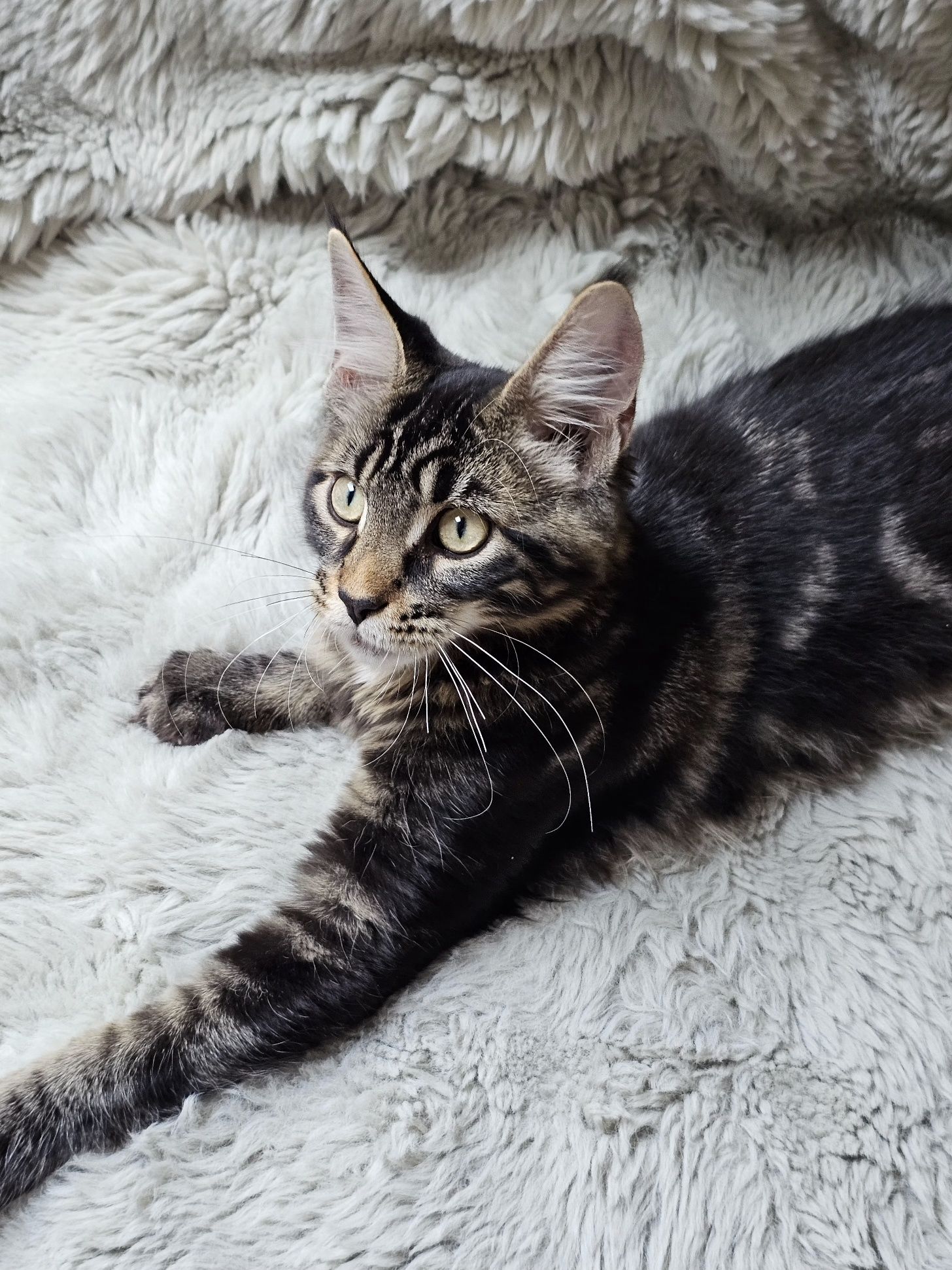 Kocurek rasy Maine Coon - rodowód FPL