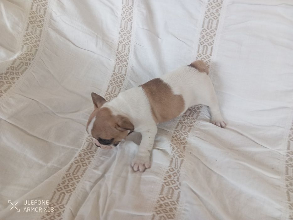 Bulldog  Francês macho