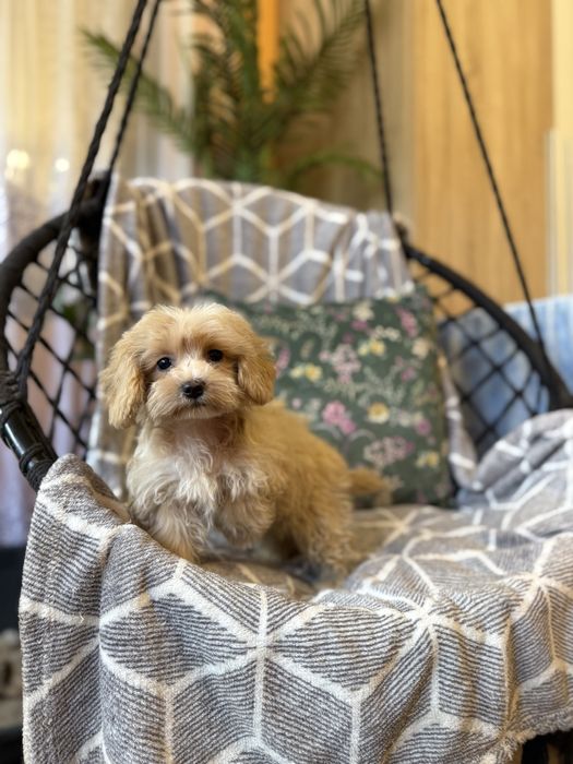Maltipoo sunia F1 apricot biszkoptowa maltańczyk pudel dziewczynka