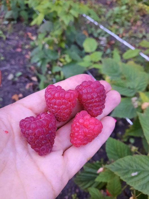 Саджанці малини Зюгана