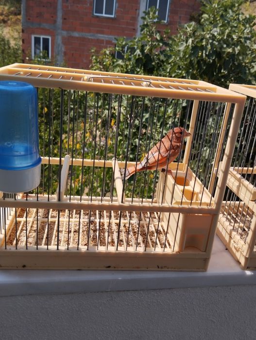 Híbridos/Mestiços de Cardinalito em mutação jaspe