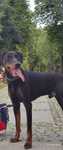 Pies doberman rasowy